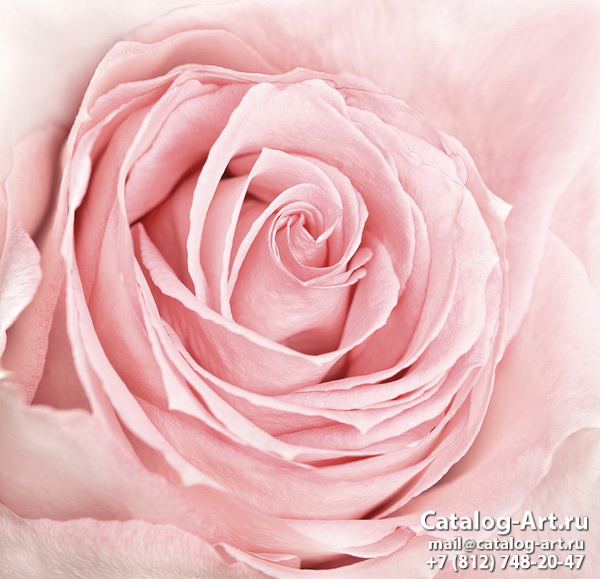 Pink roses 45